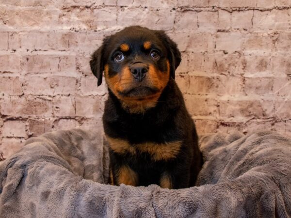 Rottweiler- Available 4/20-DOG-Female-Black / Tan-1145-PetCenter Old Bridge, New Jersey