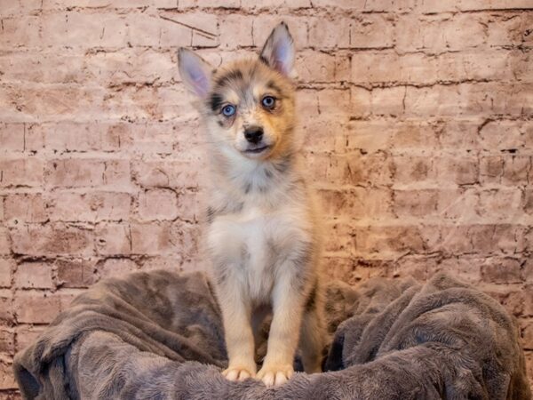 Pomsky- Available 4/20-DOG-Female-Blue Merle-1147-PetCenter Old Bridge, New Jersey
