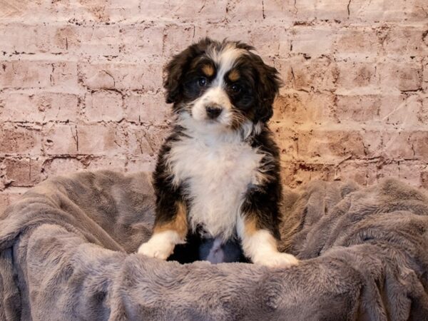 Mini Bernedoodle- Available 4/20-DOG-Female-Black-1144-PetCenter Old Bridge, New Jersey