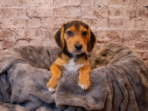 Beagle- Available 4/20-DOG-Female-Black Tan and White-1149-PetCenter Old Bridge, New Jersey