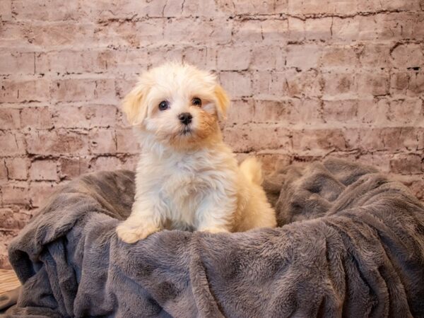 Havanese- Available 4/20-DOG-Male-Cream-1150-PetCenter Old Bridge, New Jersey