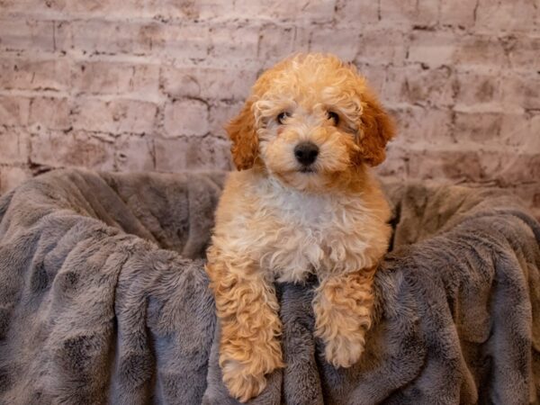 Poodle- Available 4/27-DOG-Male-Apricot-1160-PetCenter Old Bridge, New Jersey