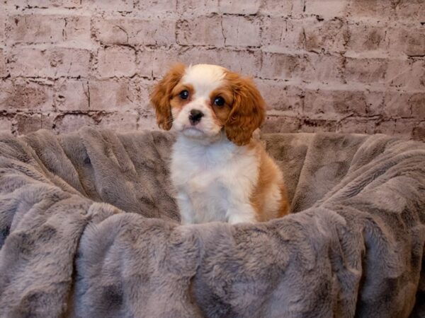 Cavalier King Charles Spaniel- Available 4/27-DOG-Male-Blenheim-1159-PetCenter Old Bridge, New Jersey