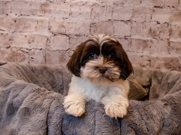 Havanese- Available 4/27-DOG-Female-Chocolate / White-1155-PetCenter Old Bridge, New Jersey
