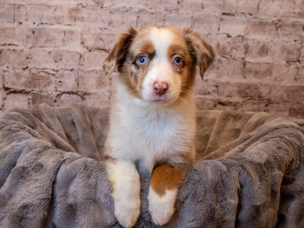 Miniature American Shepherd- Available 4/27-DOG-Female-Red Merle-1156-PetCenter Old Bridge, New Jersey