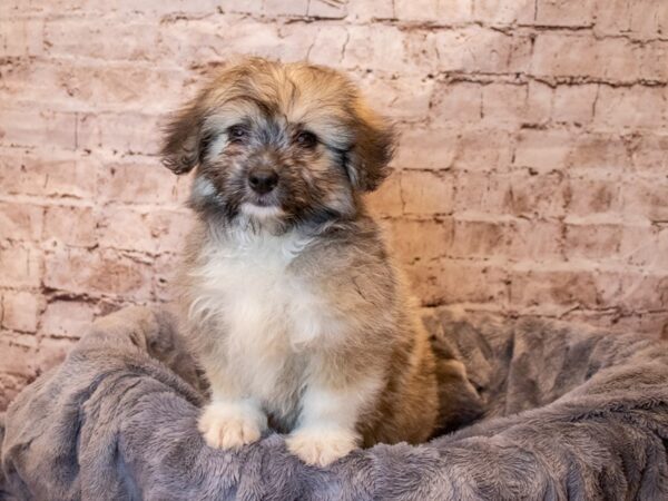 Pomachon- Available 4/27-DOG-Male-Gold Sable-1168-PetCenter Old Bridge, New Jersey