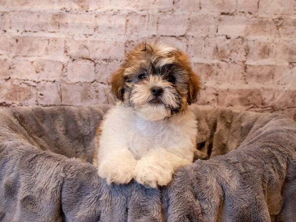 Teddy Bear- Available 4/27-DOG-Male-Red and White-1169-PetCenter Old Bridge, New Jersey