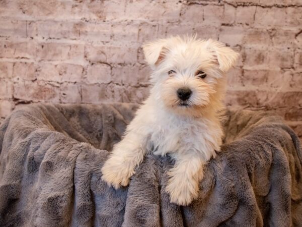 West Highland White Terrier- Available 4/27-DOG-Male-White-1165-PetCenter Old Bridge, New Jersey
