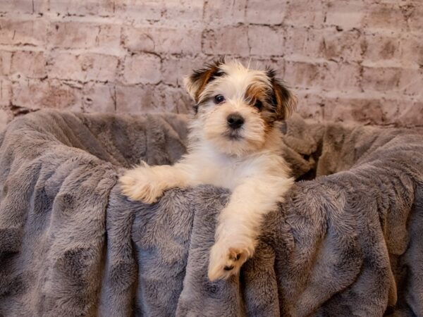 Yorkshire Terrier- Available 4/27-DOG-Male-Black Tan and White-1161-PetCenter Old Bridge, New Jersey