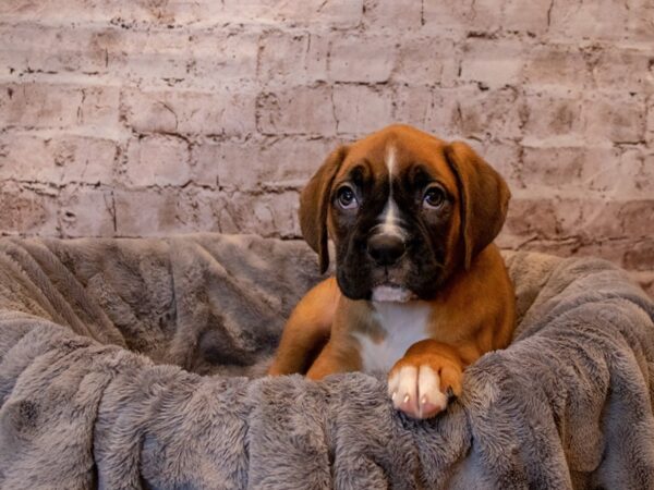 Boxer- Available 4/27-DOG-Female-Fawn-1166-PetCenter Old Bridge, New Jersey