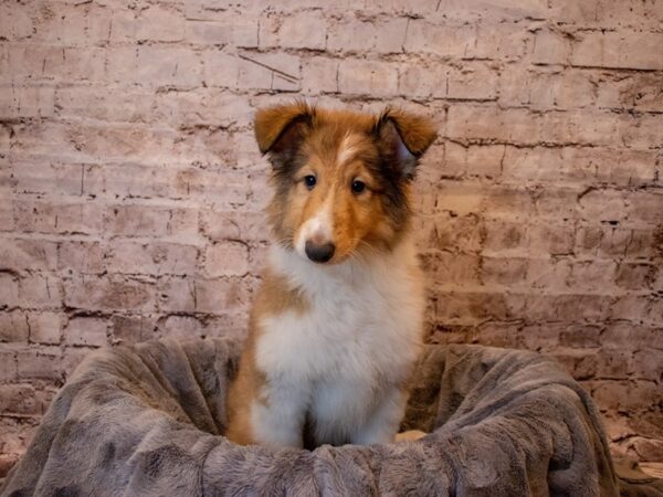 Collie- Available 4/27-DOG-Female-Sable and White-1167-PetCenter Old Bridge, New Jersey