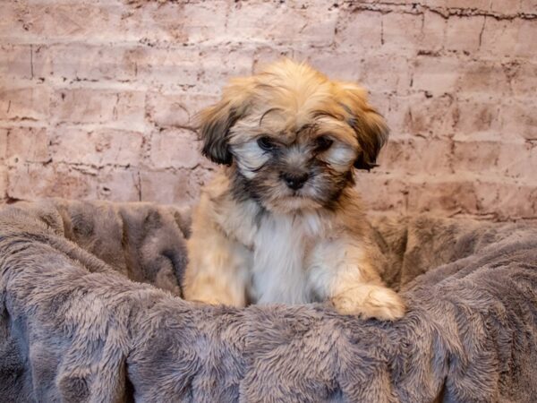 Lhasa Apso- Available 4/27-DOG-Male-Golden-1164-PetCenter Old Bridge, New Jersey