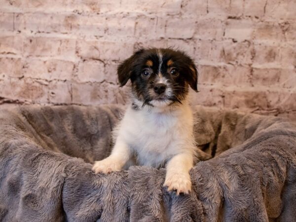 Chorkie- Available 4/27-DOG-Female-Black and White-1162-PetCenter Old Bridge, New Jersey