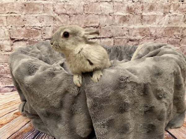 Dwarf-RABBIT---B-1171-PetCenter Old Bridge, New Jersey