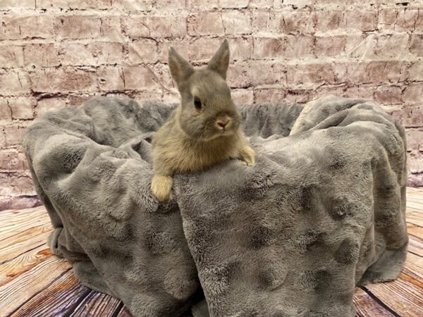 Netherland Dwarf-RABBIT---B-1171-PetCenter Old Bridge, New Jersey