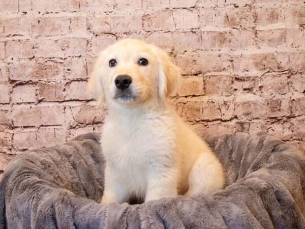 Golden Retriever- Available 5/4-DOG-Male-Cream-1171-PetCenter Old Bridge, New Jersey