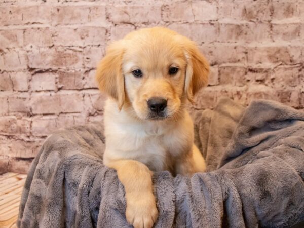 Golden Retriever- Available 5/4-DOG-Female-Light Golden-1175-PetCenter Old Bridge, New Jersey