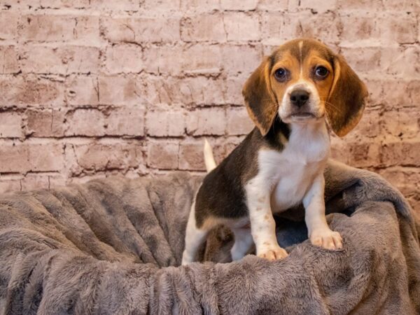 Beagle- Available 5/4-DOG-Female-Black White and Tan-1178-PetCenter Old Bridge, New Jersey