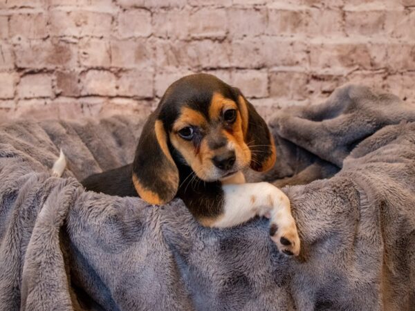 Beagle- Available 5/4-DOG-Male-Black White and Tan-1179-PetCenter Old Bridge, New Jersey