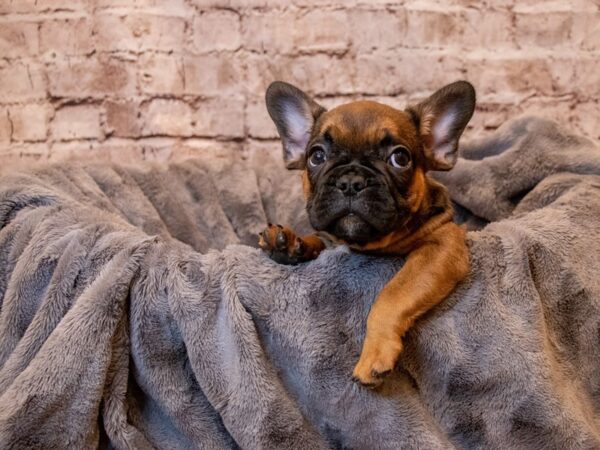 French Bulldog- Available 5/4-DOG-Male-Red-1187-PetCenter Old Bridge, New Jersey