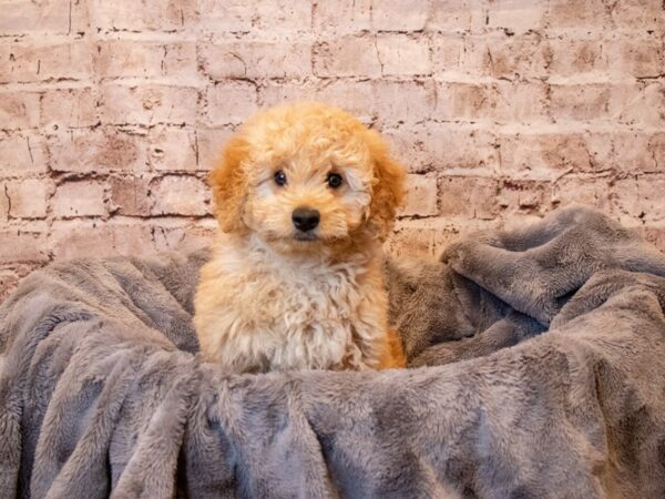 Mini Goldendoodle- Available 5/4-DOG-Female-Apricot-1172-PetCenter Old Bridge, New Jersey