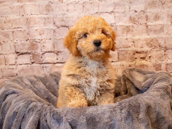 Mini Goldendoodle- Available 5/4-DOG-Male-Apricot-1173-PetCenter Old Bridge, New Jersey
