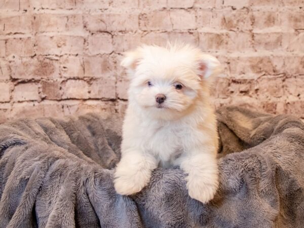 Malti-Poo- Available 5/4-DOG-Female-White and Apricot-1184-PetCenter Old Bridge, New Jersey