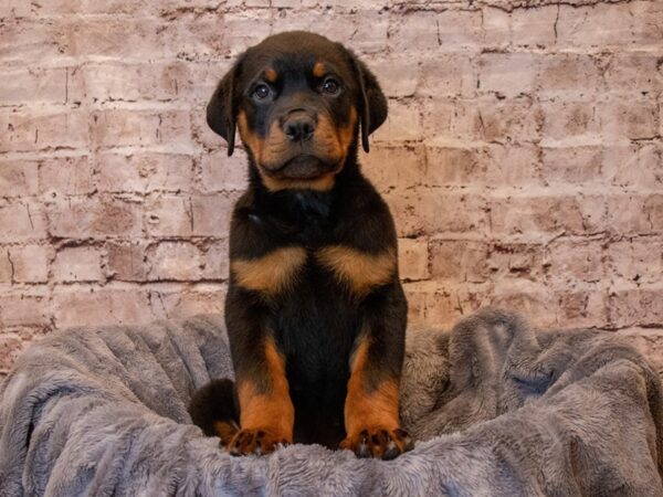 Rottweiler- Available 5/4-DOG-Male-Black / Tan-1174-PetCenter Old Bridge, New Jersey