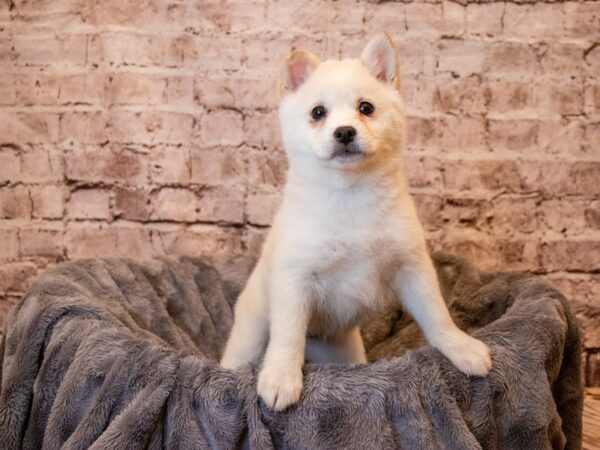 Imo-Inu - Available 5/4-DOG-Female-Cream-1183-PetCenter Old Bridge, New Jersey