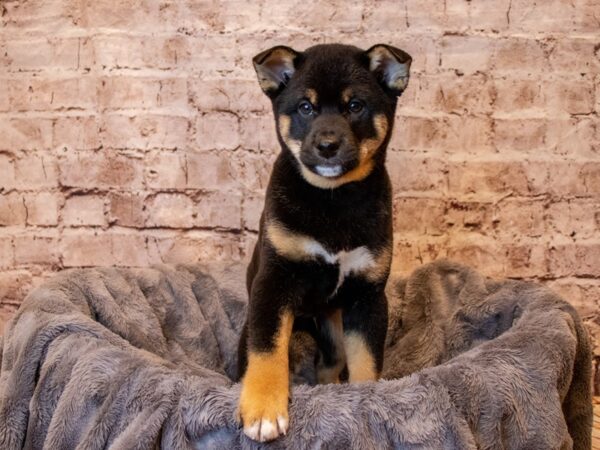 Shiba Inu- Available 5/4-DOG-Male-Black and Tan-1185-PetCenter Old Bridge, New Jersey