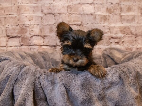 Yorkshire Terrier- Available 5/4-DOG-Male-Black and Tan-1180-PetCenter Old Bridge, New Jersey