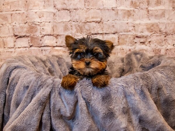Yorkshire Terrier- Available 5/4-DOG-Male-Black and Tan-1177-PetCenter Old Bridge, New Jersey