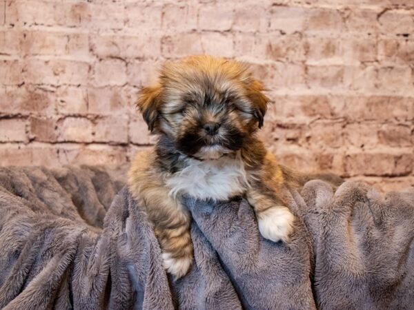 Lhasa Apso- Available 5/4-DOG-Male-Golden-1182-PetCenter Old Bridge, New Jersey