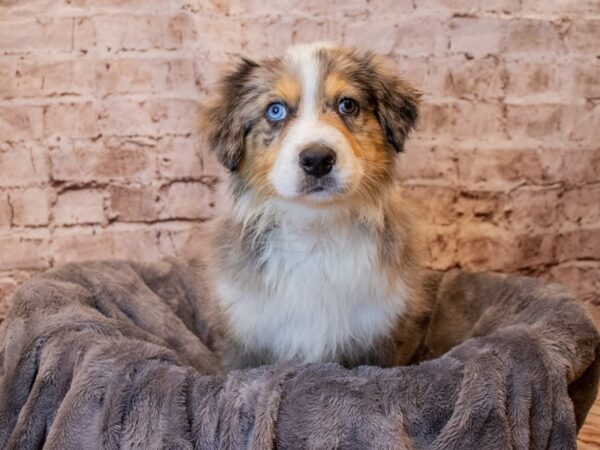 Australian Shepherd/English Shepherd-Available 5/4-DOG-Male-Blue-1181-PetCenter Old Bridge, New Jersey