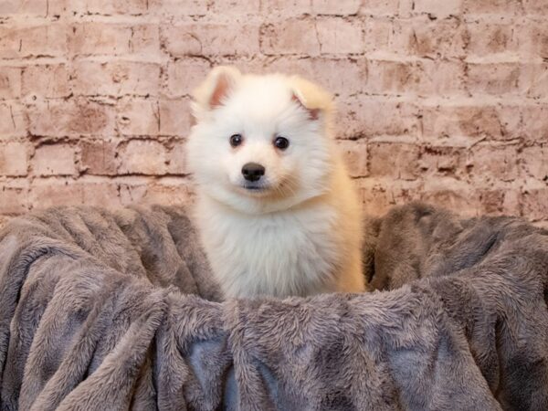 American Eskimo- Available 5/4-DOG-Female-White-1186-PetCenter Old Bridge, New Jersey
