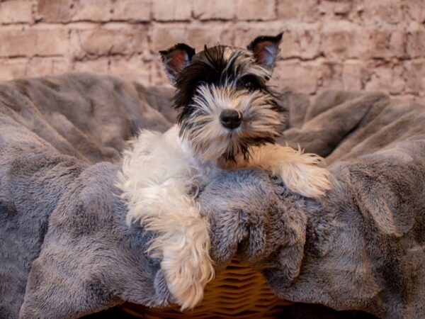 Miniature Schnauzer- Available 5/11-DOG-Female-Blue Merle-1191-PetCenter Old Bridge, New Jersey