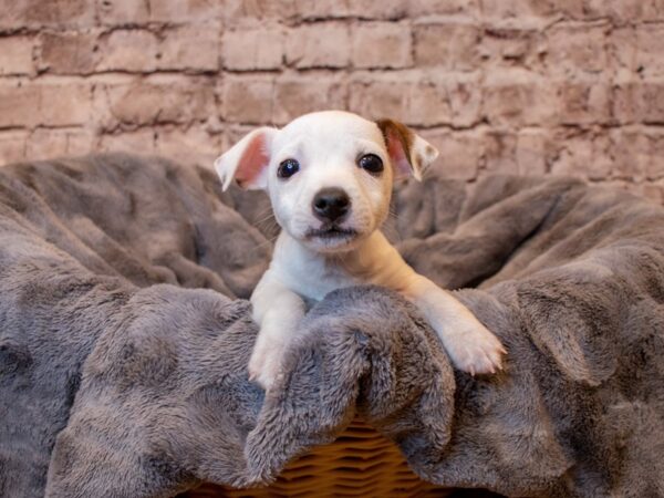 Jack Russell Terrier- Available 5/11-DOG-Female-White-1188-PetCenter Old Bridge, New Jersey