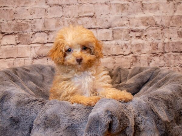Poodle- Available 5/11-DOG-Male-Apricot-1193-PetCenter Old Bridge, New Jersey