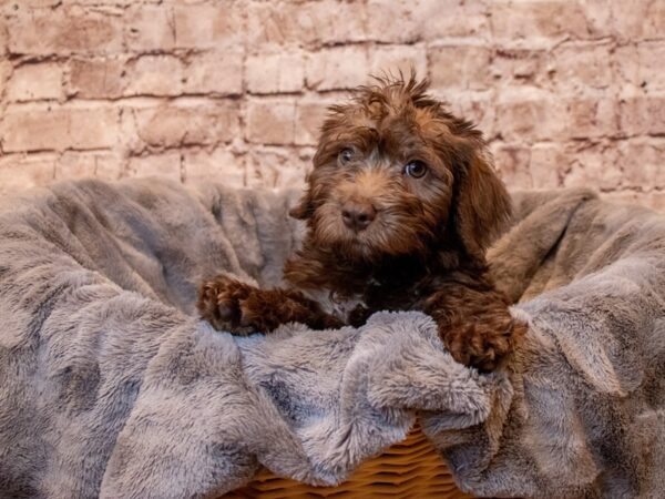 Schnoodle- Available 5/11-DOG-Female-Chocolate-1190-PetCenter Old Bridge, New Jersey