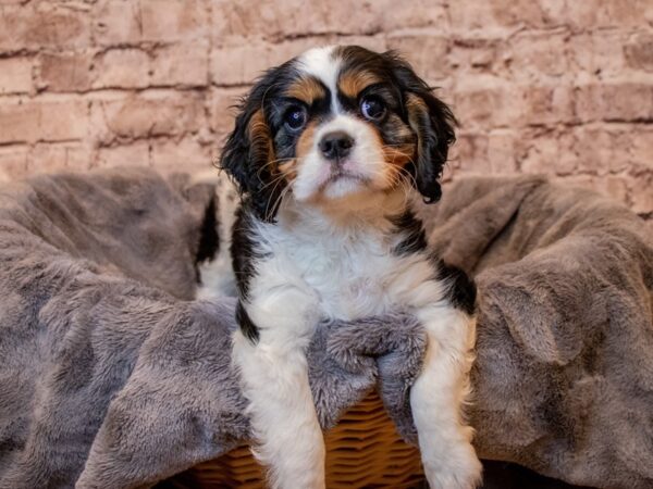 Cavalier King Charles Spaniel- Available 5/11-DOG-Female-Tri-Colored-1192-PetCenter Old Bridge, New Jersey