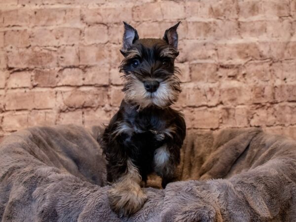Miniature Schnauzer- Available 5/11-DOG-Male-Black / Silver-1189-PetCenter Old Bridge, New Jersey