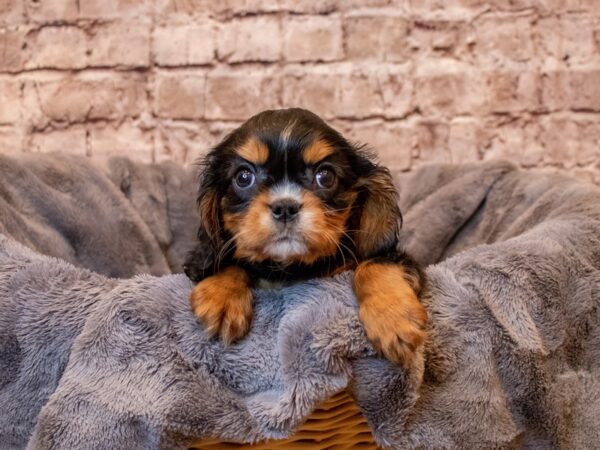 Cavalier King Charles Spaniel- Available 5/11-DOG-Female-Black and Tan-1194-PetCenter Old Bridge, New Jersey