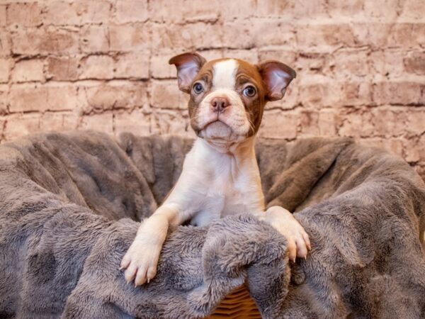 Boston Terrier- Available 5/11-DOG-Male-Seal and White-1199-PetCenter Old Bridge, New Jersey