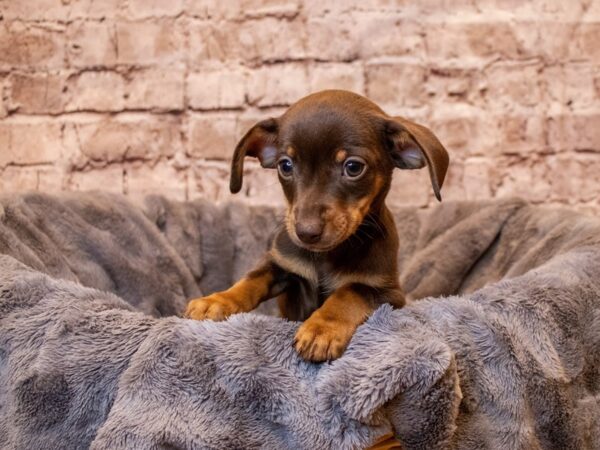 Chiweenie- Available 5/11-DOG-Male-Chocolate and Tan-1198-PetCenter Old Bridge, New Jersey