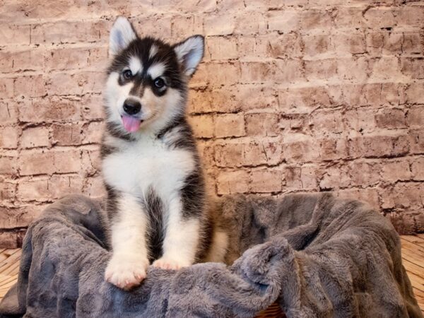 Alaskan Malamute- Available 5/11-DOG-Female-Black and White-1200-PetCenter Old Bridge, New Jersey