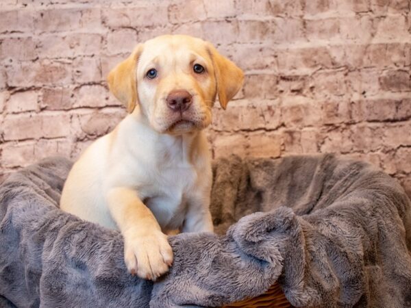 Labrador Retriever- Available 5/11-DOG-Male-Yellow-1201-PetCenter Old Bridge, New Jersey