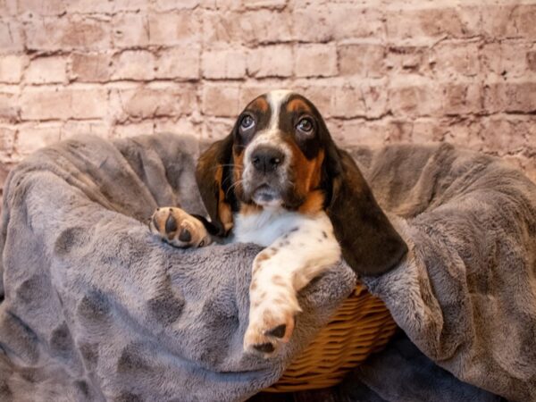 Basset Hound- Available 5/11-DOG-Female-Black White and Tan-1195-PetCenter Old Bridge, New Jersey