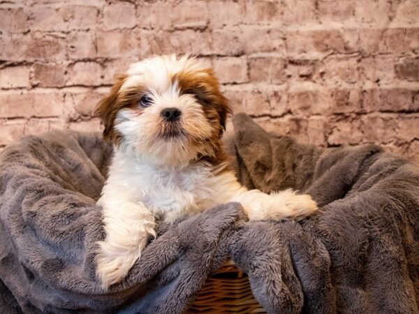 Lhasa Apso- Available 5/11-DOG-Male-Golden-1196-PetCenter Old Bridge, New Jersey