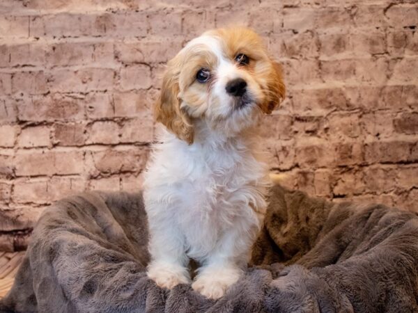 Cavachon- Available 5/11-DOG-Male-White and Apricot-1197-PetCenter Old Bridge, New Jersey