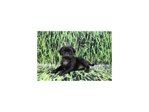 Pug- Available 5/18-DOG-Female-Black-1220-PetCenter Old Bridge, New Jersey